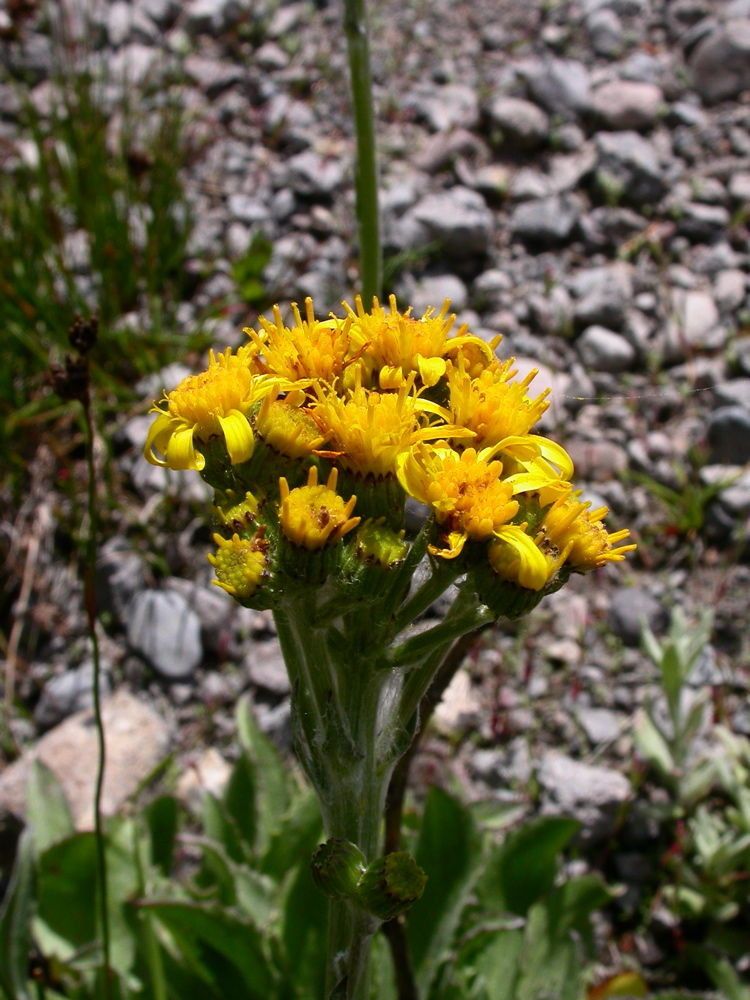Senecio scorzonella flower