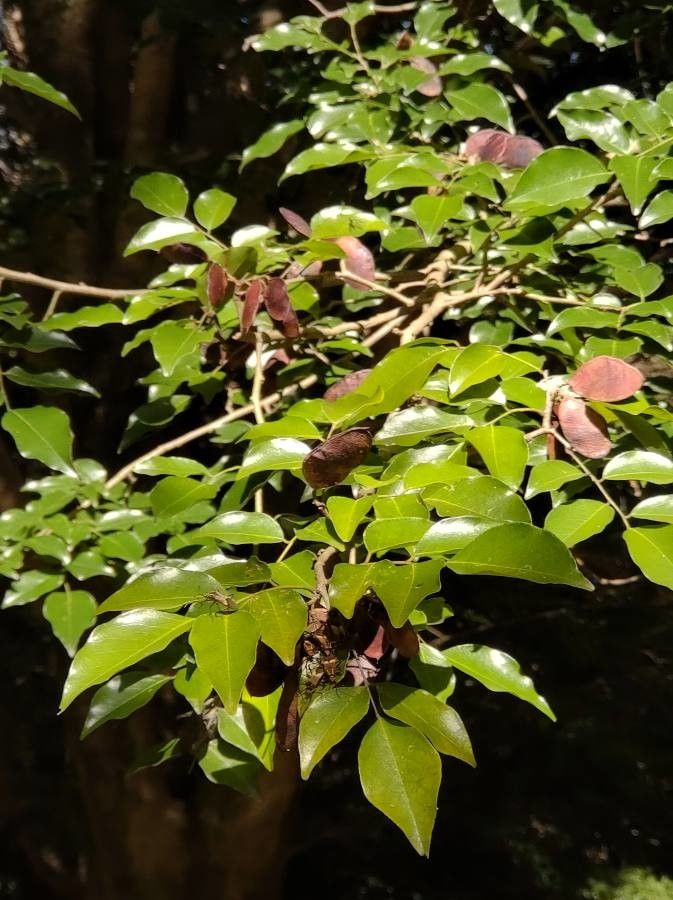 Poecilanthe parviflora fruit