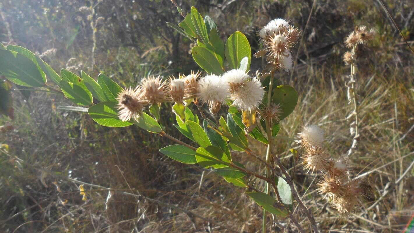 Lepidaploa aurea — related species from the same genus