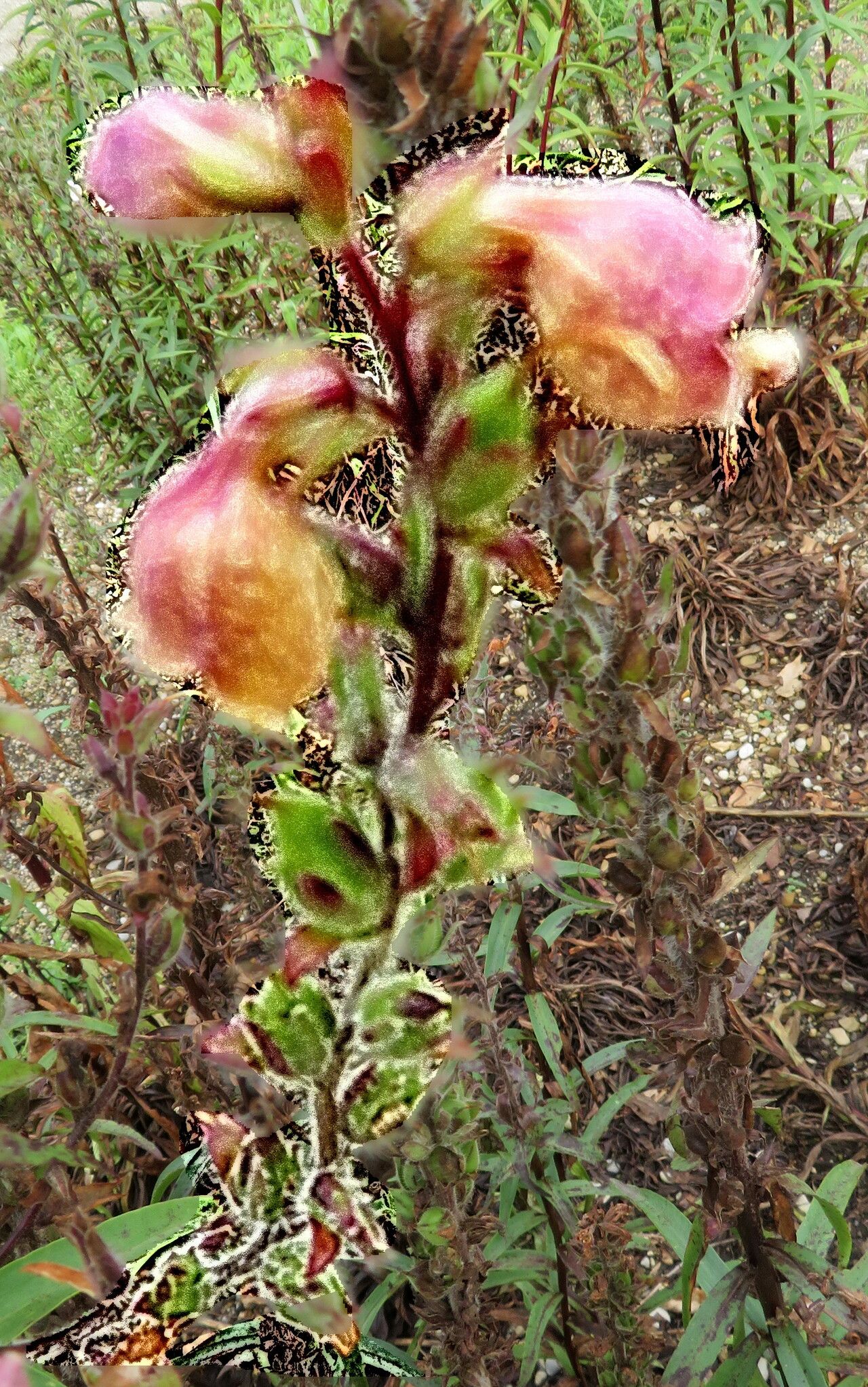 Digitalis lamarckii flower