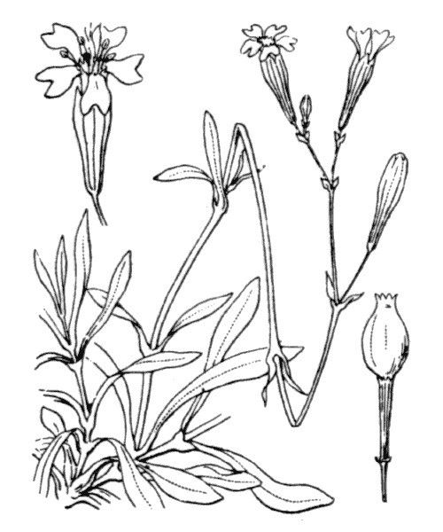 Silene nodulosa other