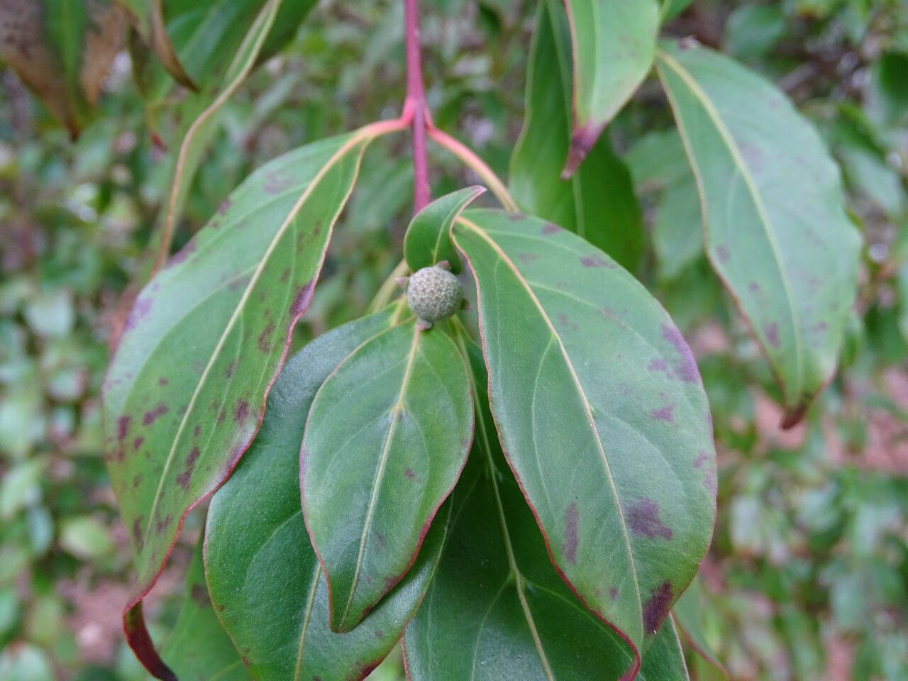 Cornus hongkongensis flower
