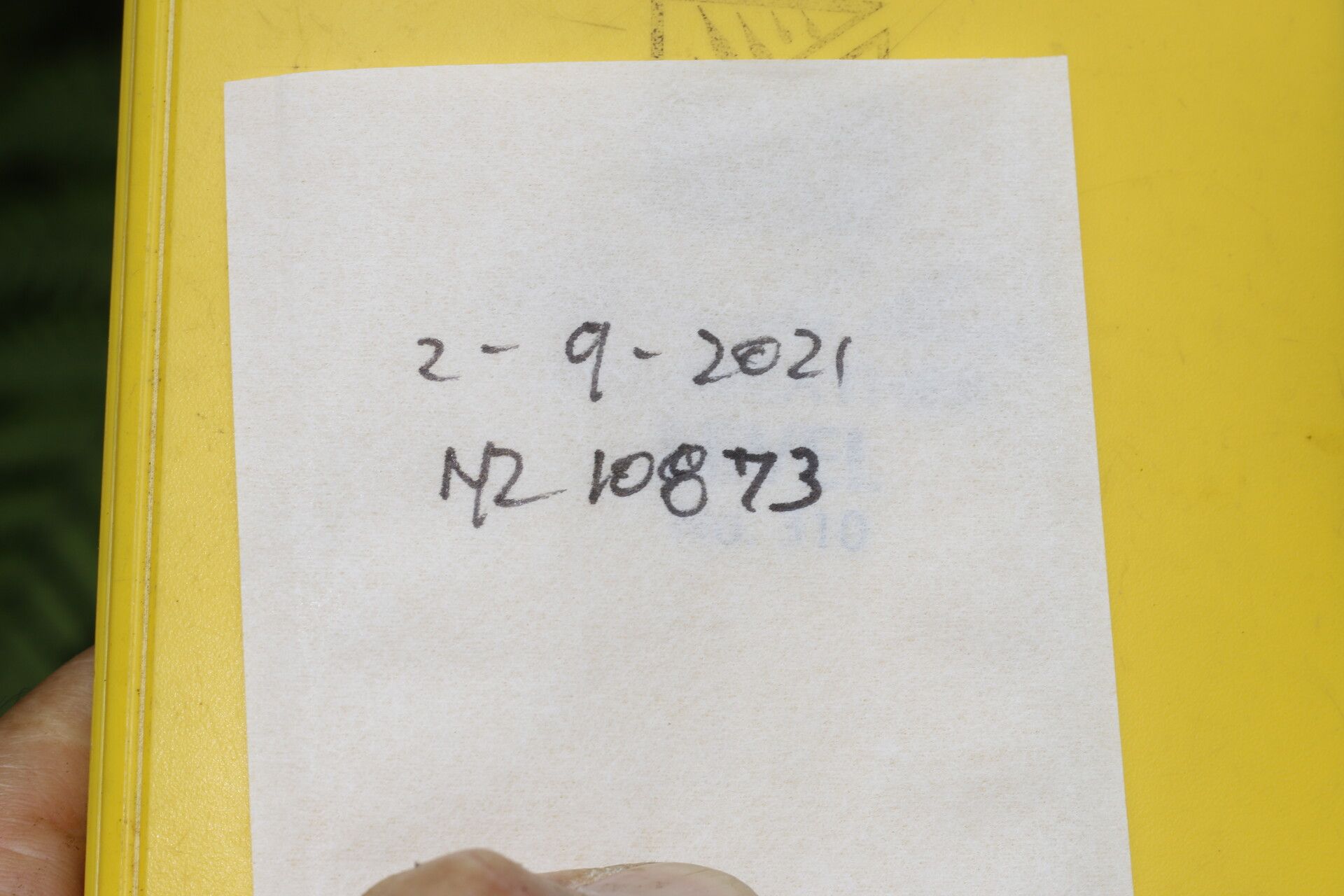 Cupania moralesii other