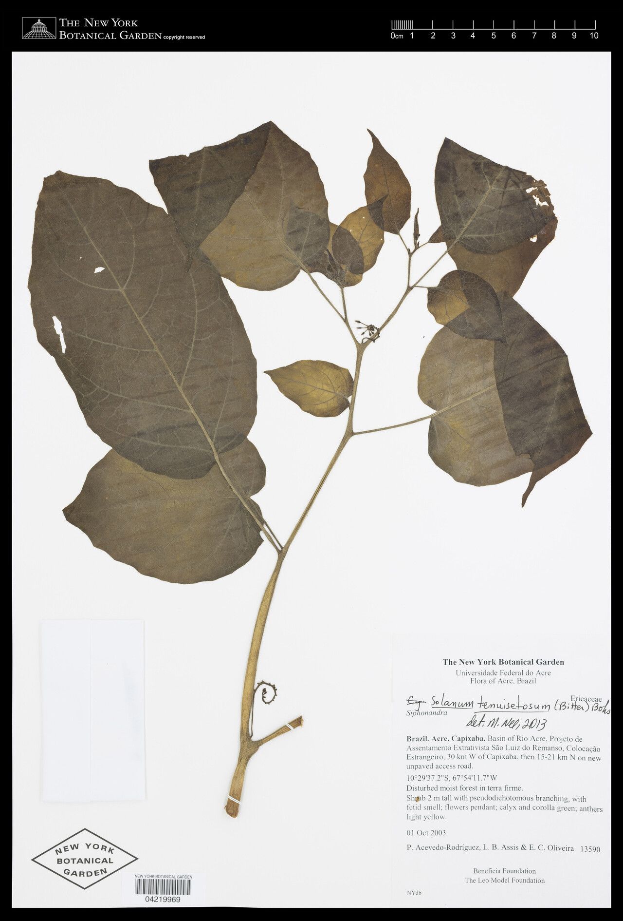 Solanum tenuisetosum — houseplant care guide