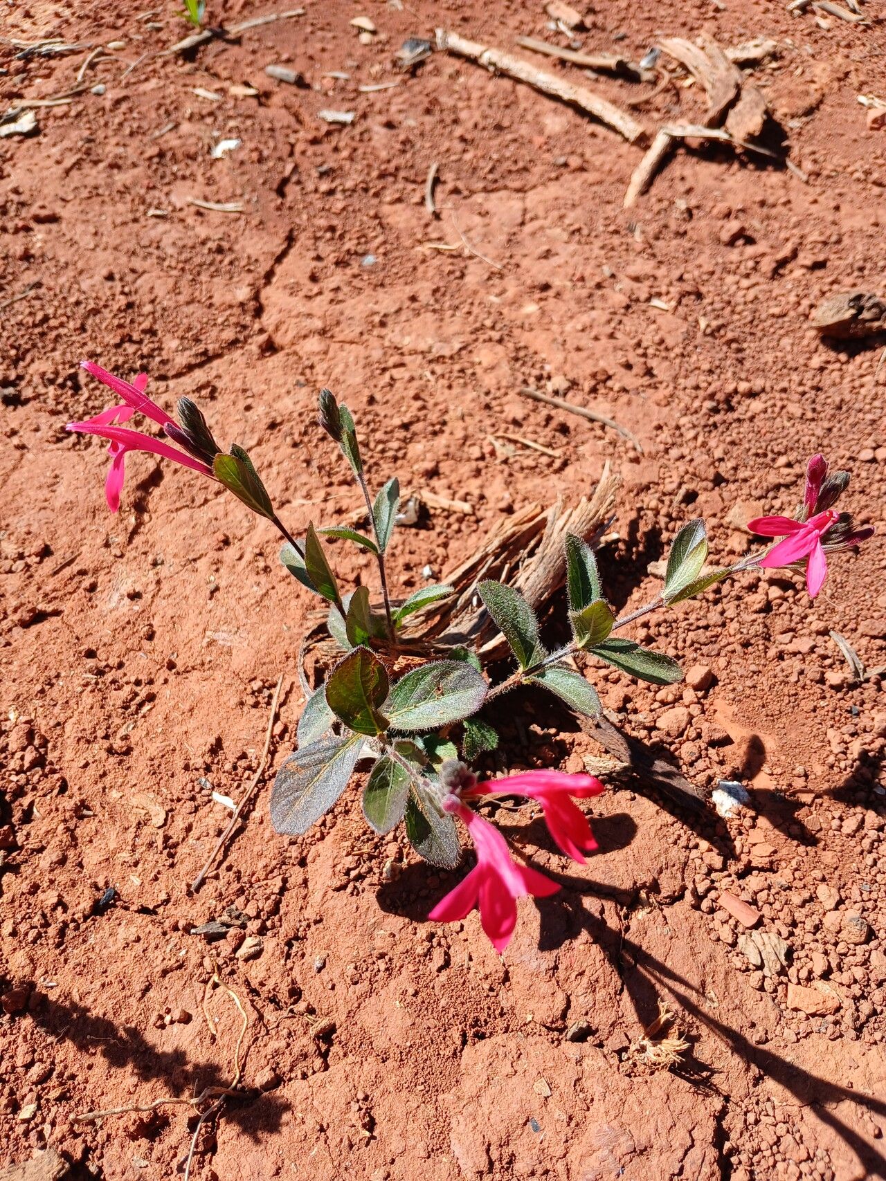Justicia lanstyakii habit
