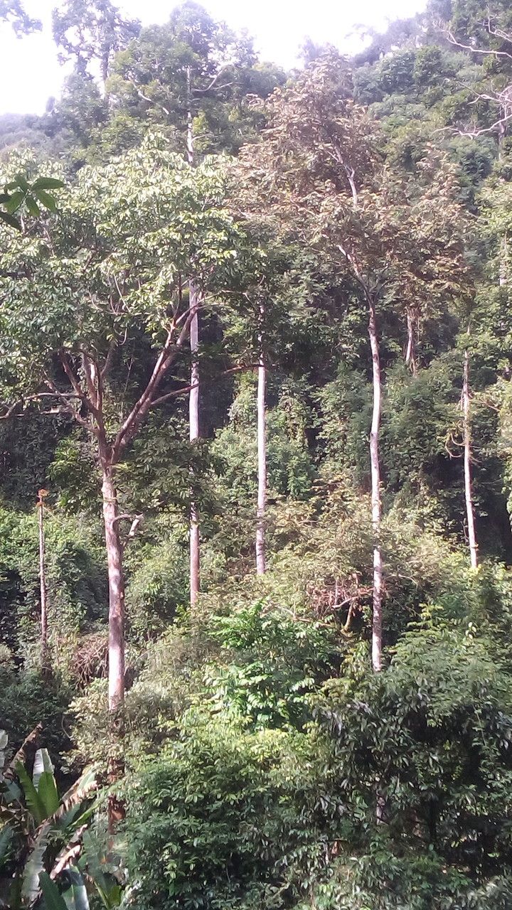 Shorea wangtianshuea habit