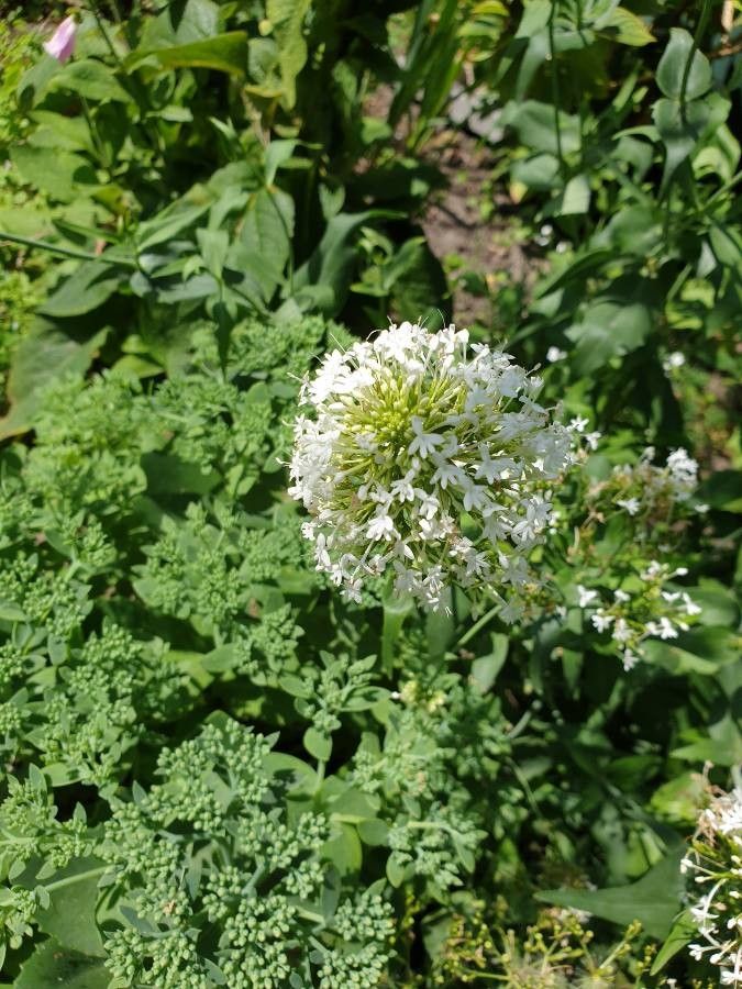 Valeriana phu flower