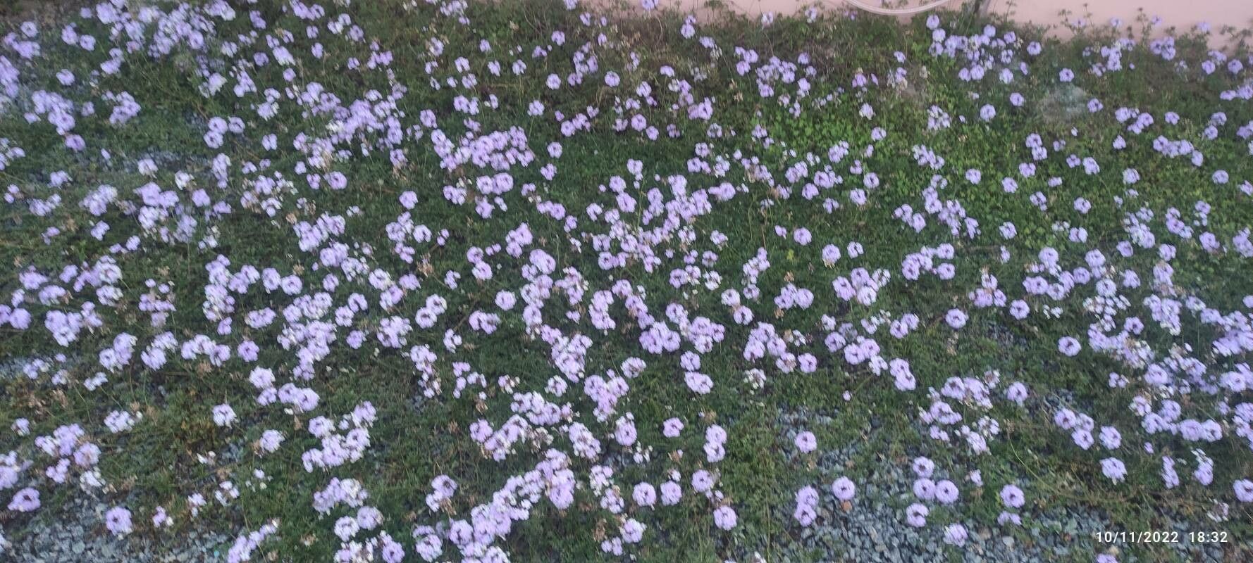 Glandularia bipinnatifida habit