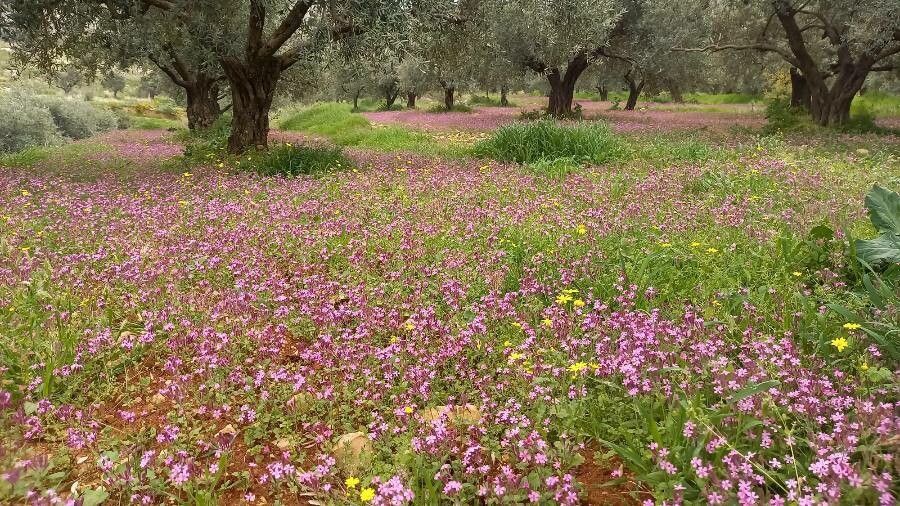 Silene damascena other