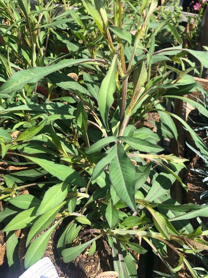 Cosmos atrosanguineus leaf