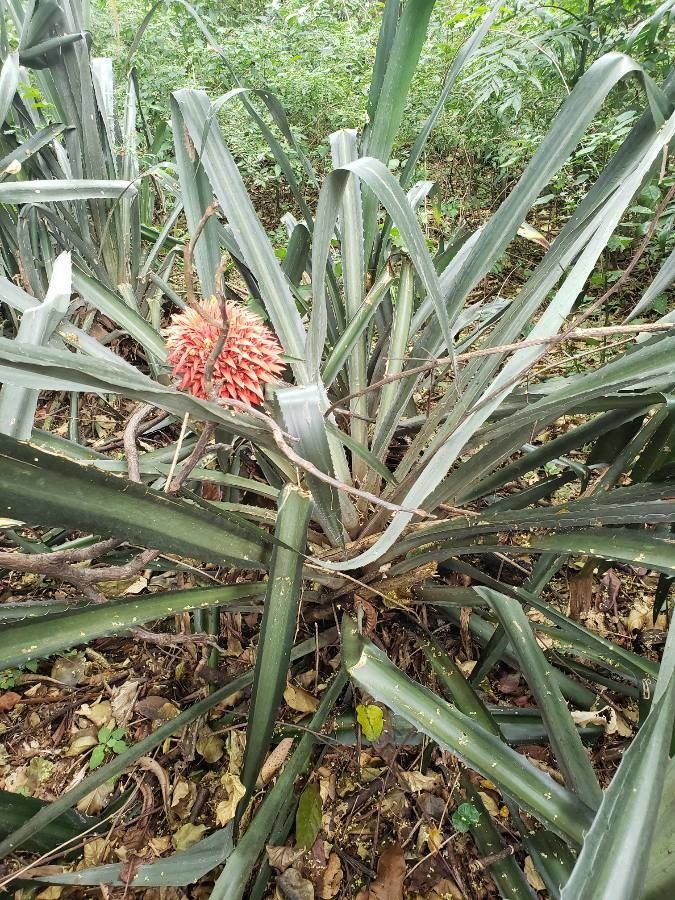 Aechmea magdalenae — search result for 'Bromeliaceae'