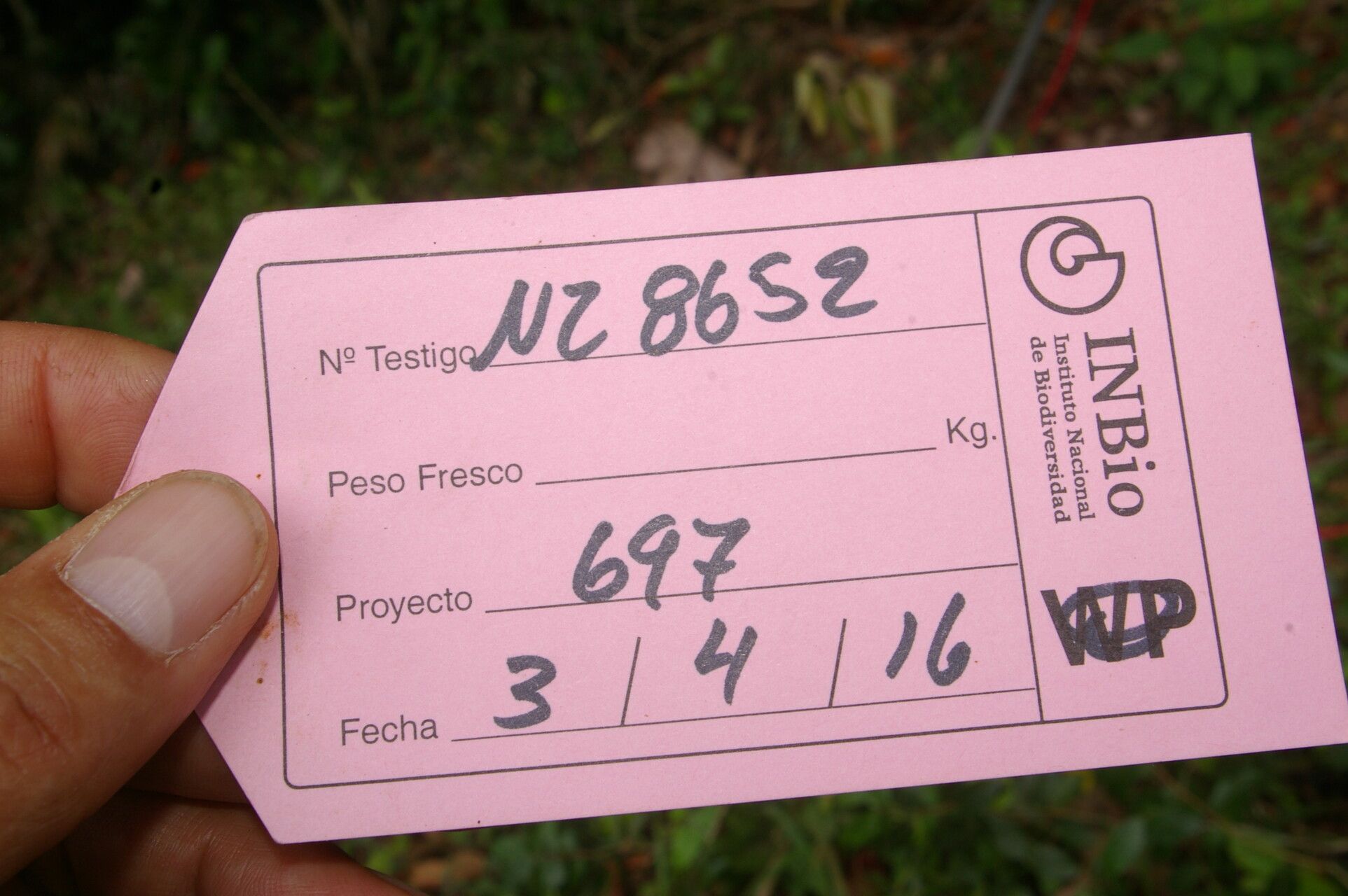 Hirtella tubiflora other