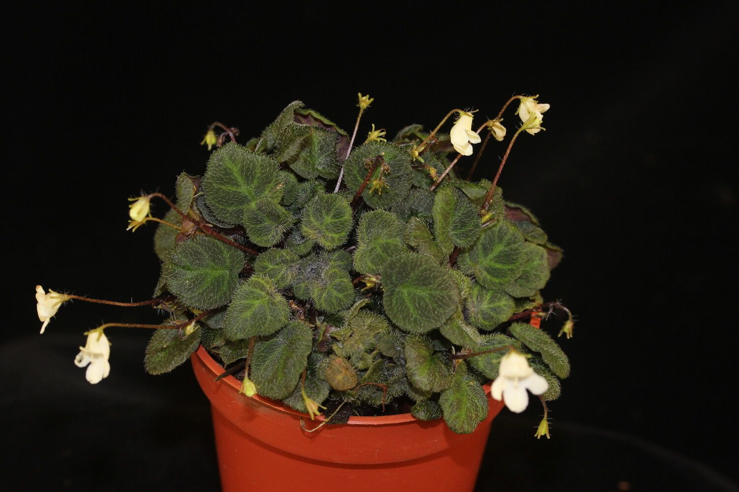 Streptocarpus andohahelensis habit