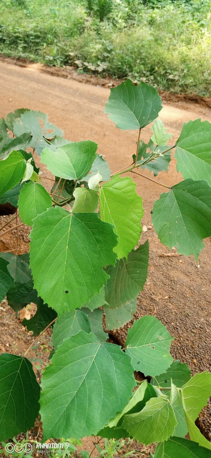 Macaranga hurifolia — houseplant care guide