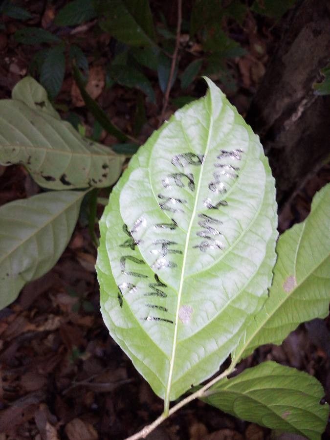 Xylosma benthamii leaf