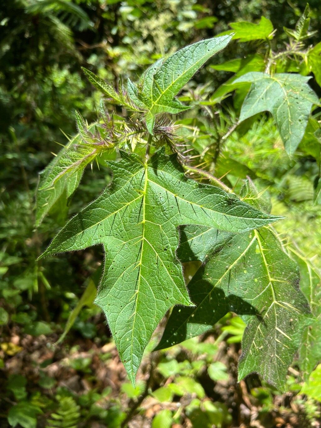 Solanum tenuispinum — houseplant care guide