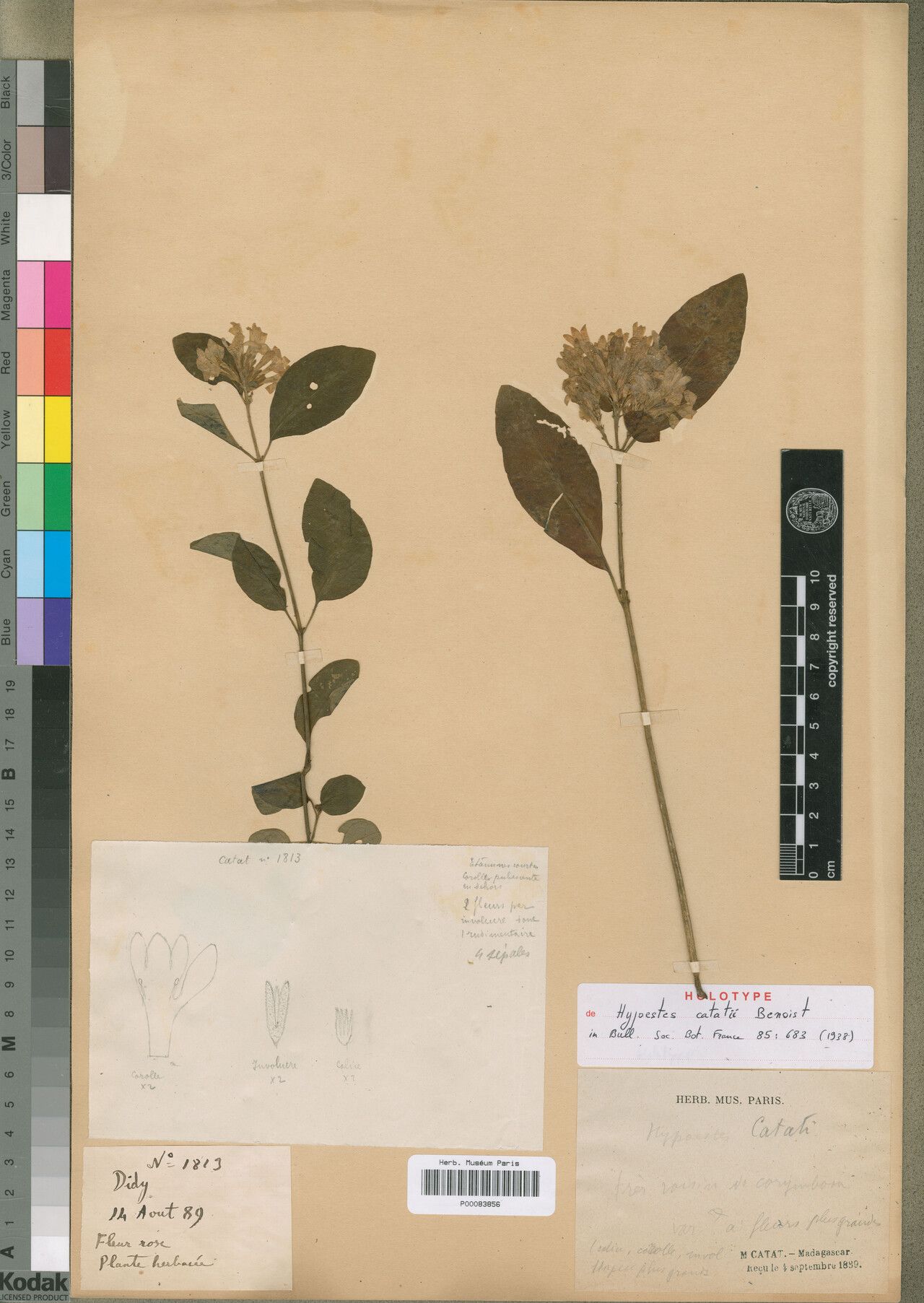 Hypoestes catatii — houseplant care guide