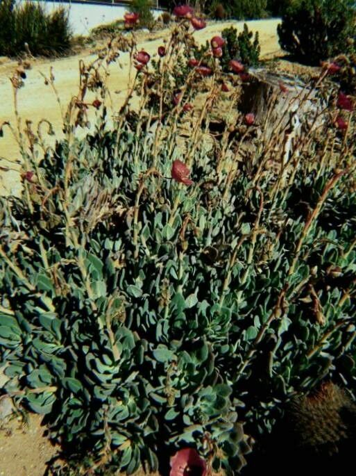 Cistanthe grandiflora habit