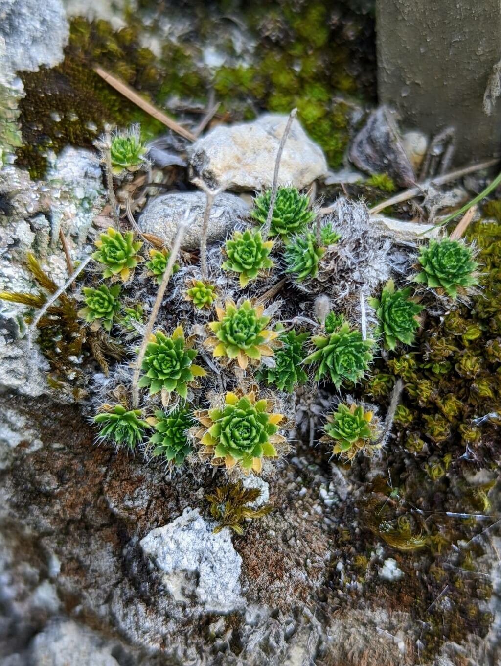 Draba parnassica leaf