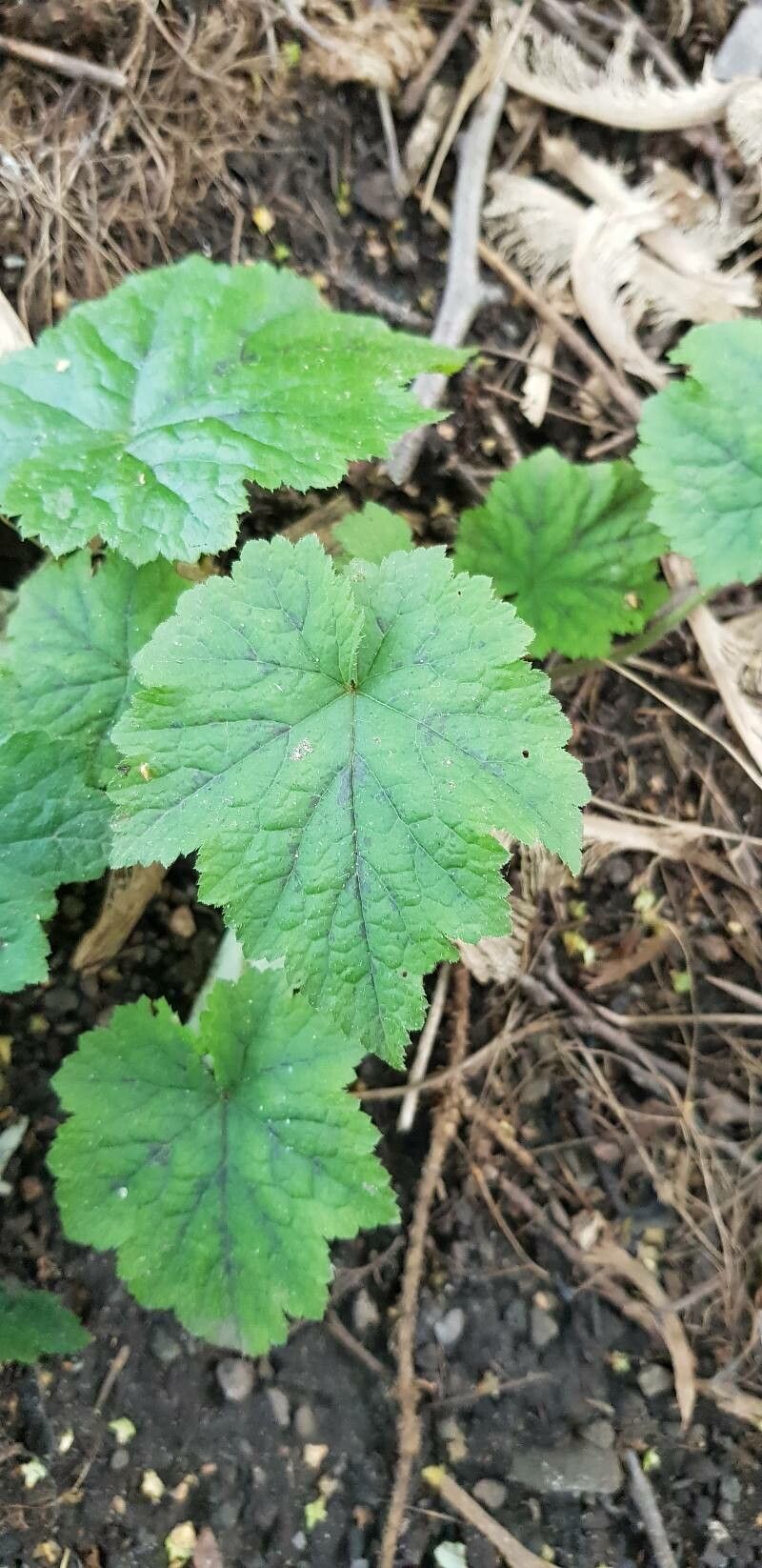 Tiarella stolonifera