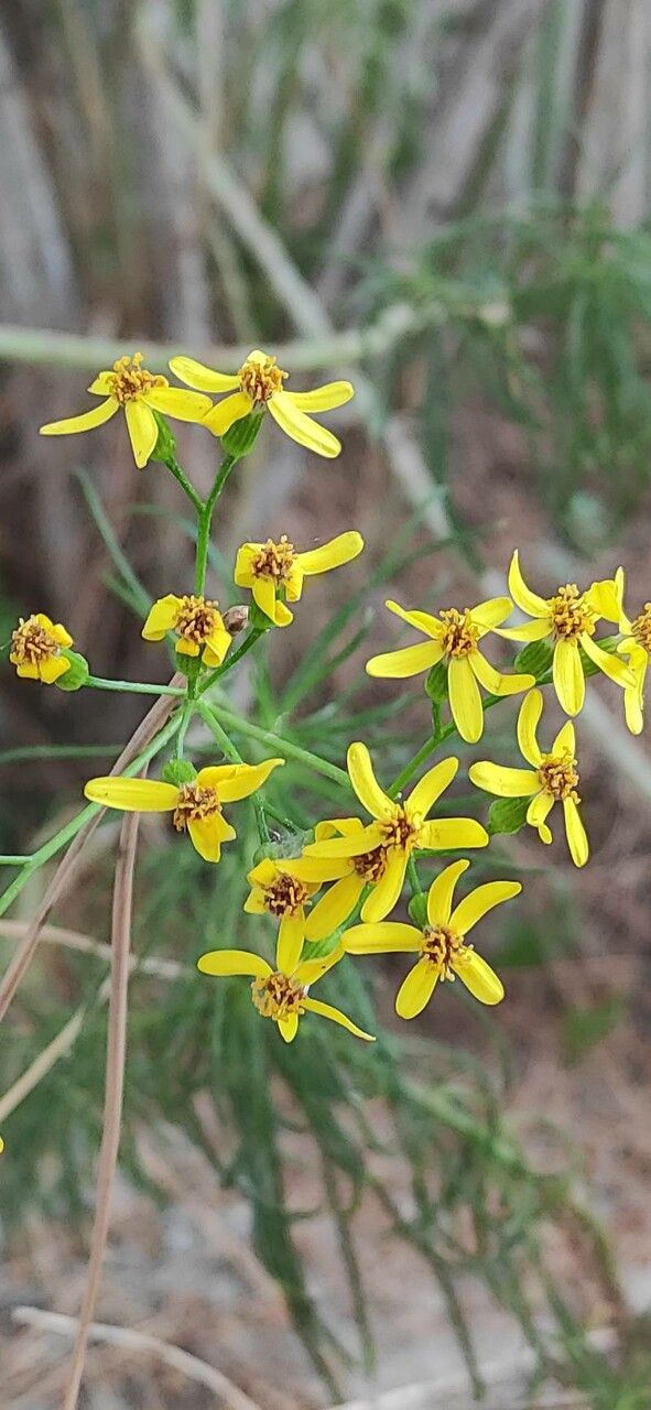 Euryops abrotanifolius flower