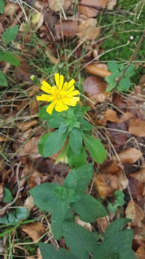 Chrysopsis mariana flower