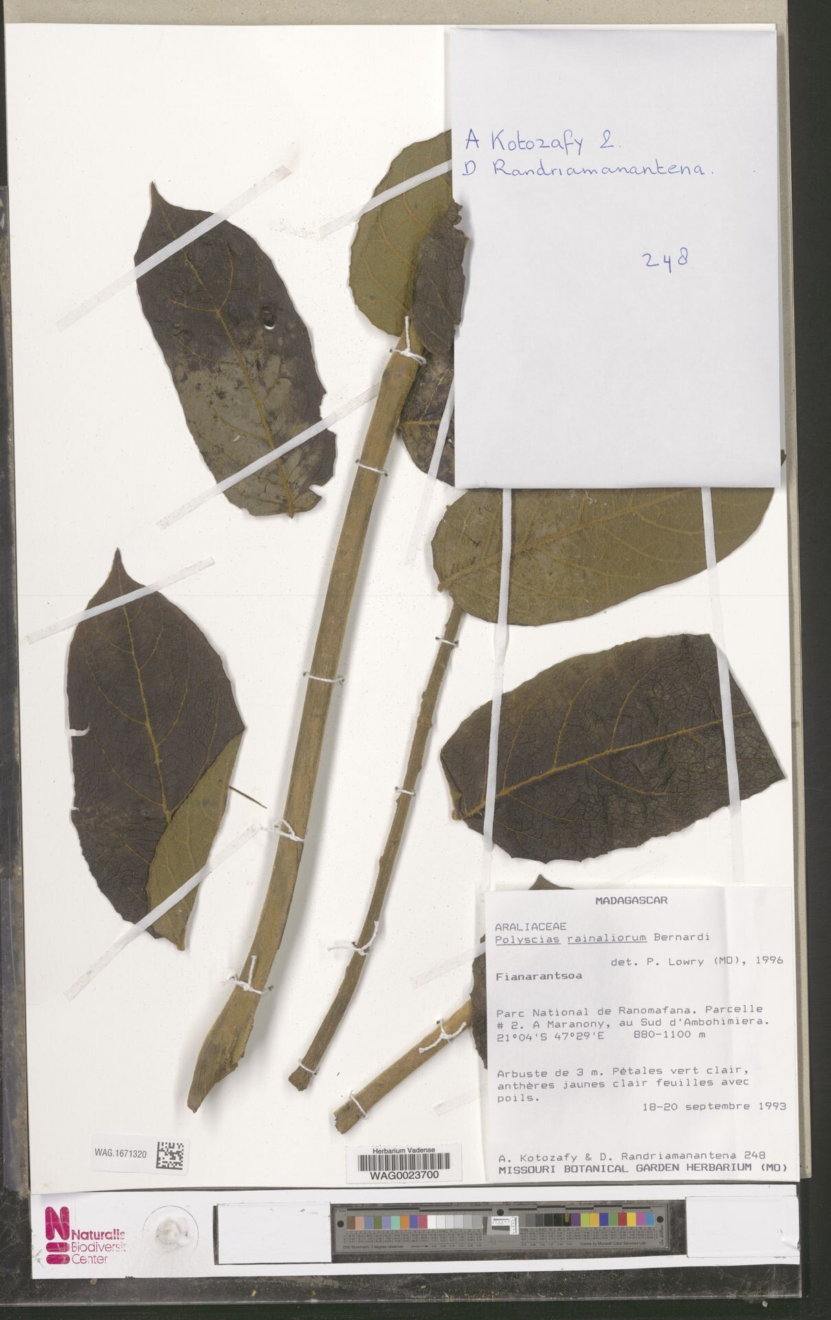 Polyscias rainaliorum — search result for 'Polyscias'