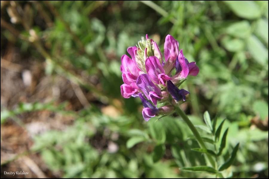 Oxytropis strobilacea flower