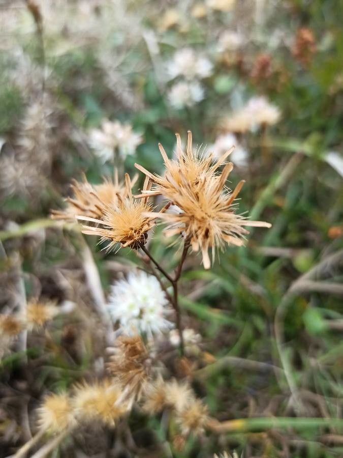 Allium ericetorum fruit