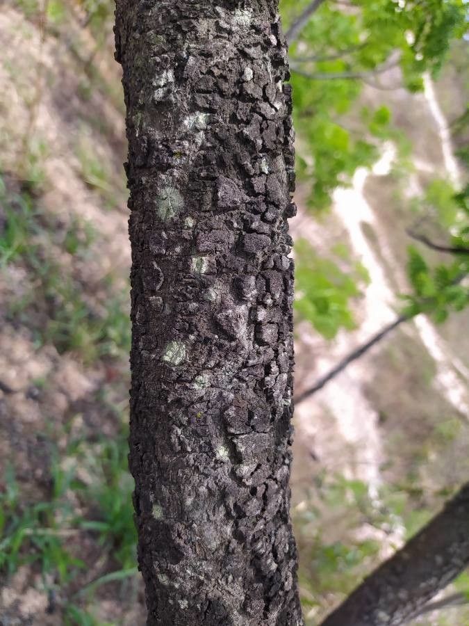 Stryphnodendron adstringens bark