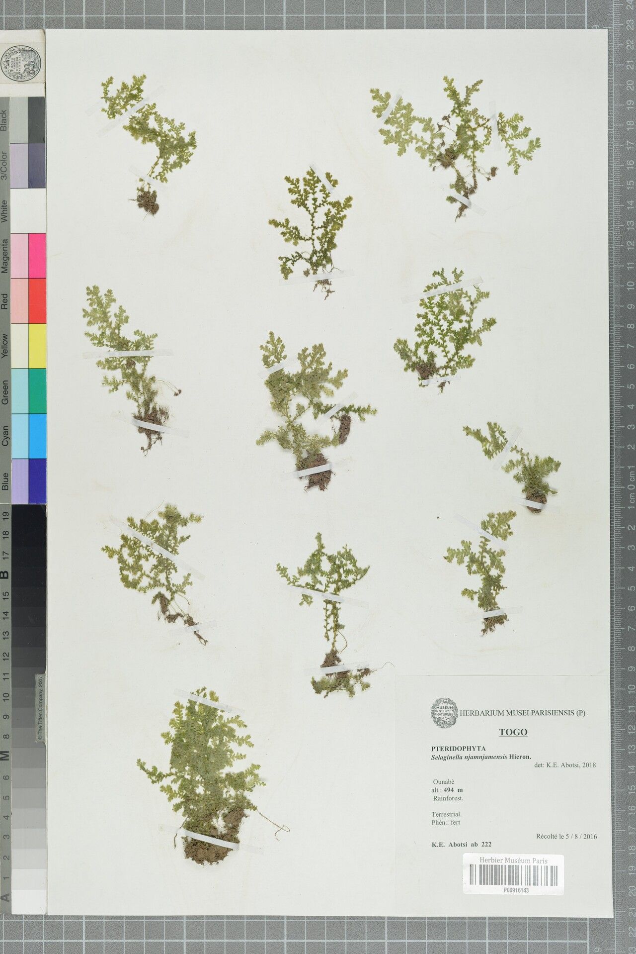 Selaginella njamnjamensis — houseplant care guide