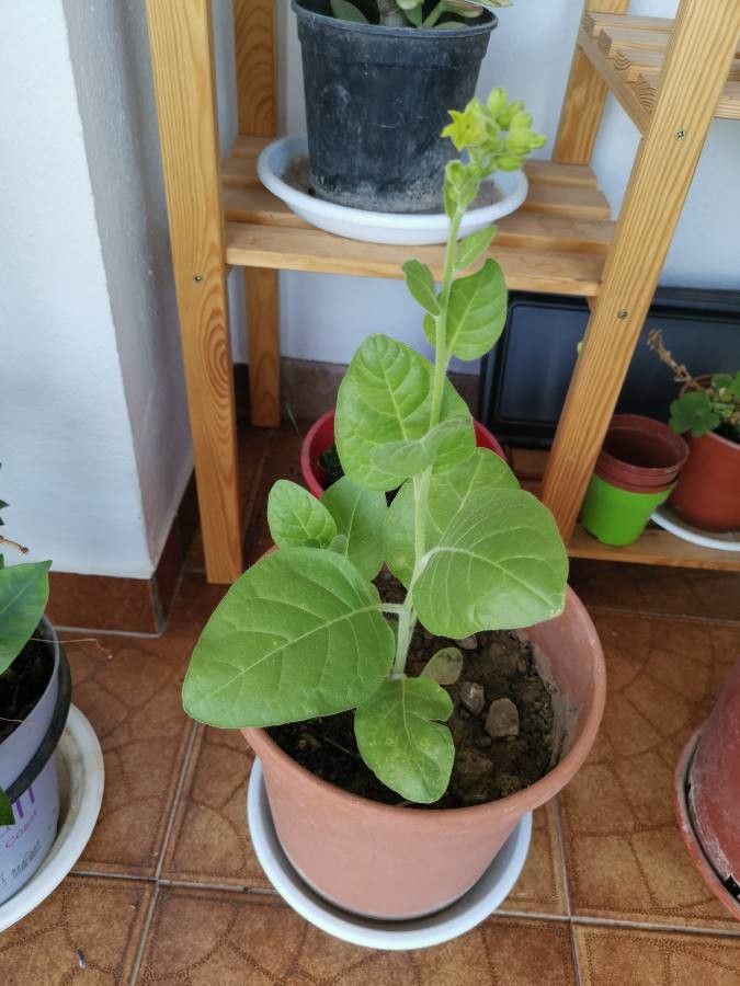 Nicotiana rustica — search result for 'Nicotiana'