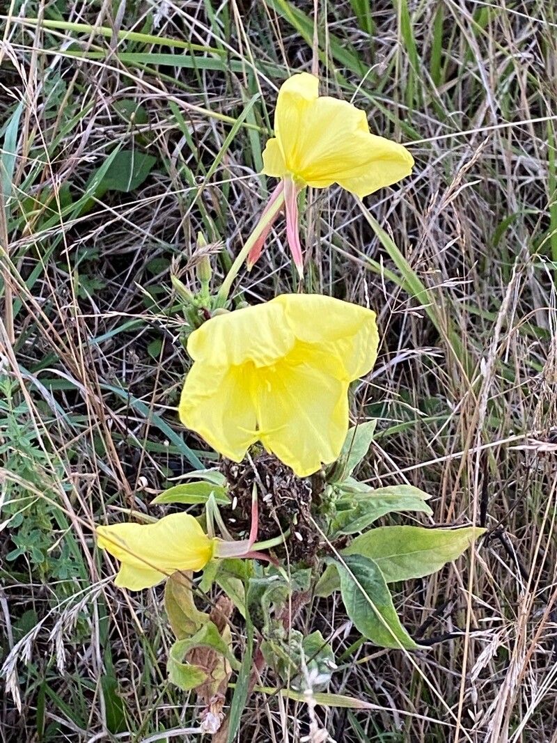Oenothera × fallax flower