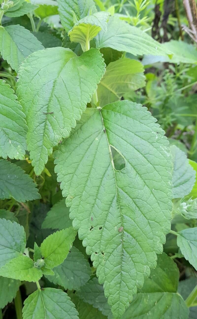 Teucrium vesicarium leaf