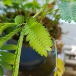 Mimosa pudica