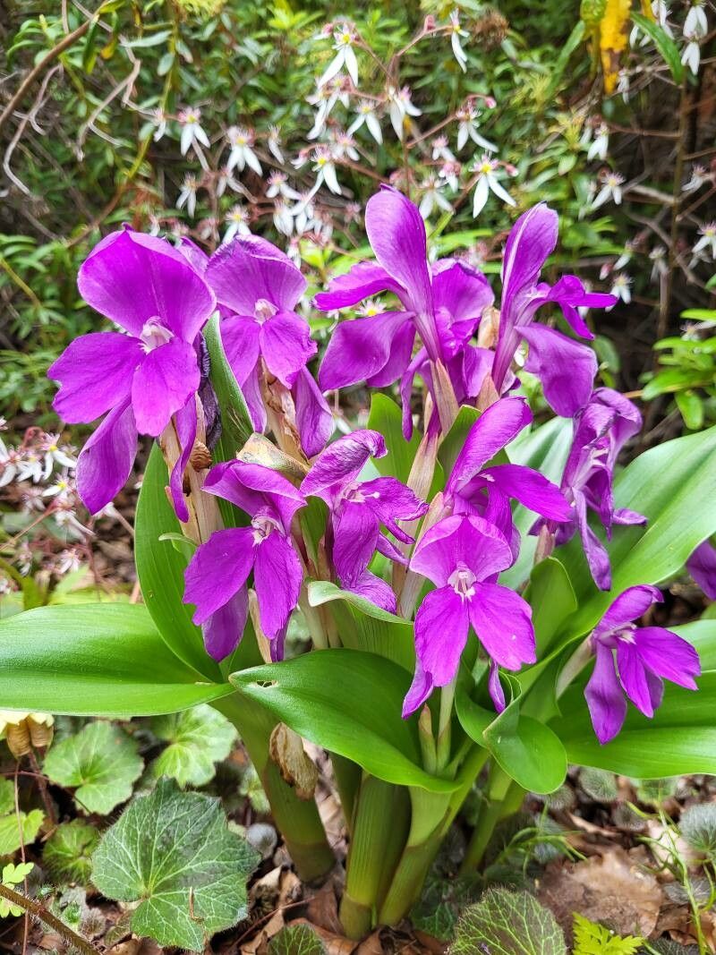 Roscoea humeana flower