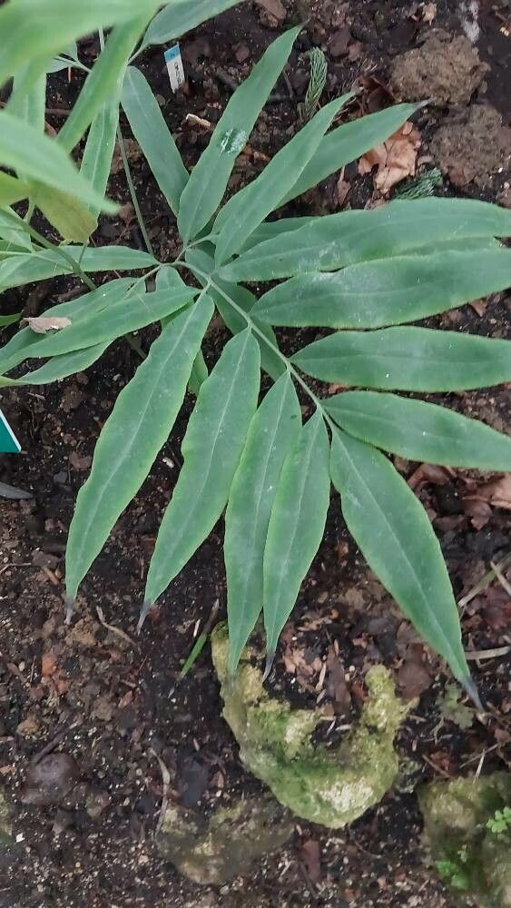 Coniogramme japonica — related species from the same genus