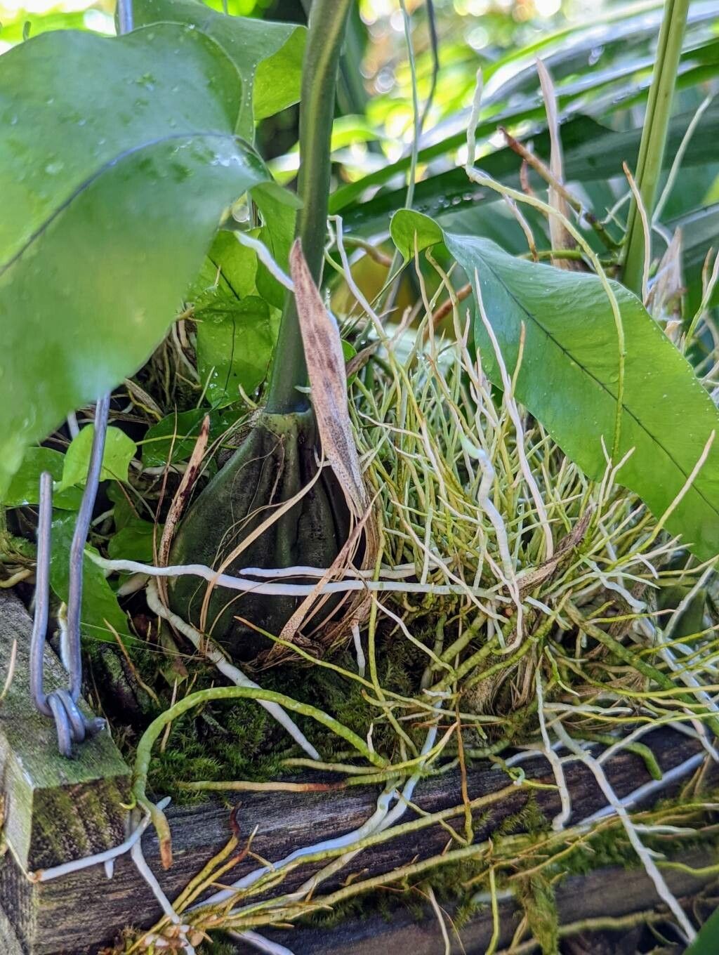 Stanhopea whittenii bark