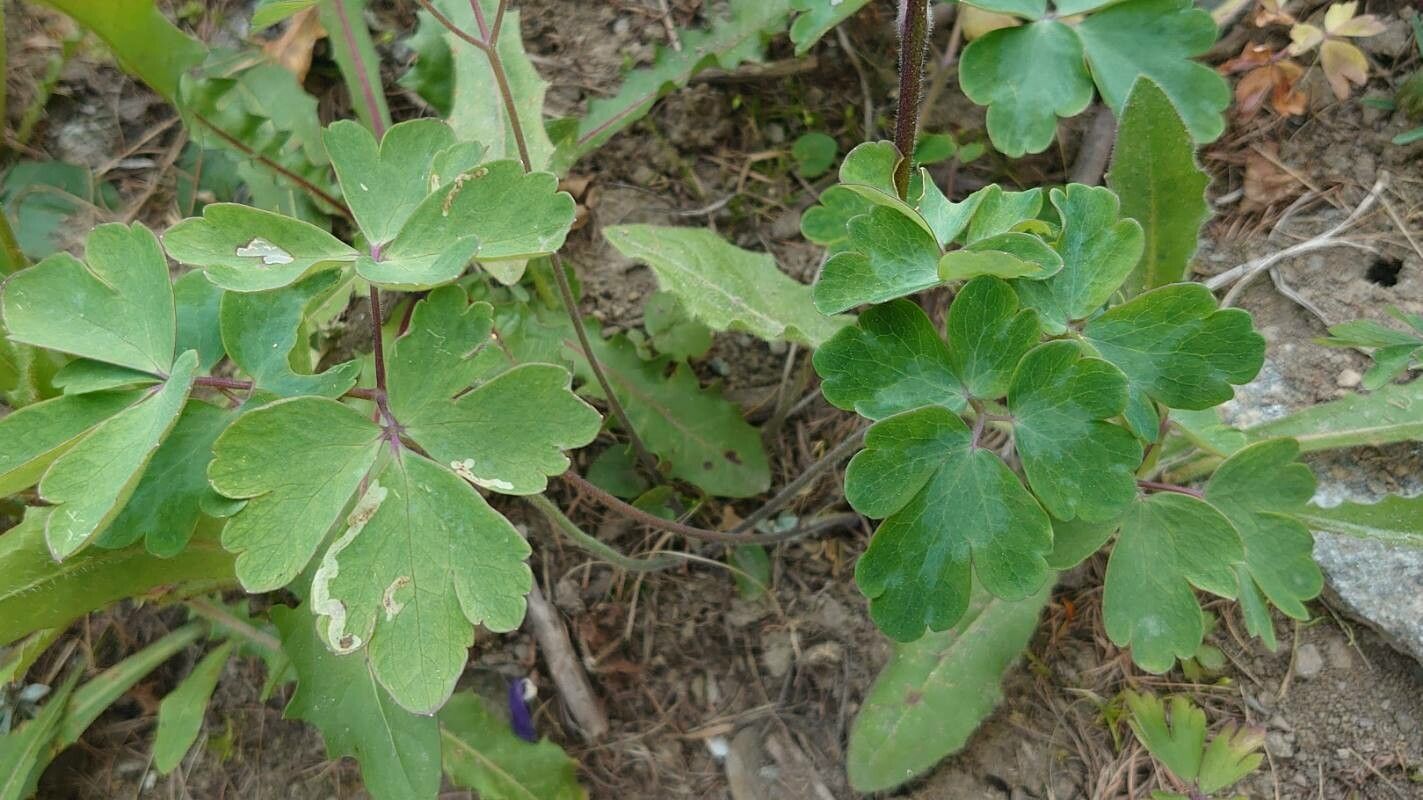 Aquilegia bernardii — search result for 'Aquilegia'