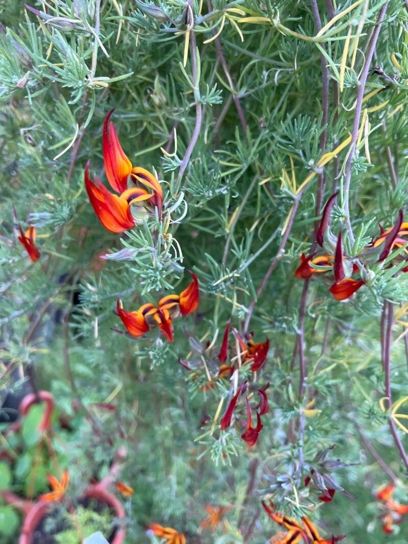 Lotus pyranthus — search result for 'Lotus'