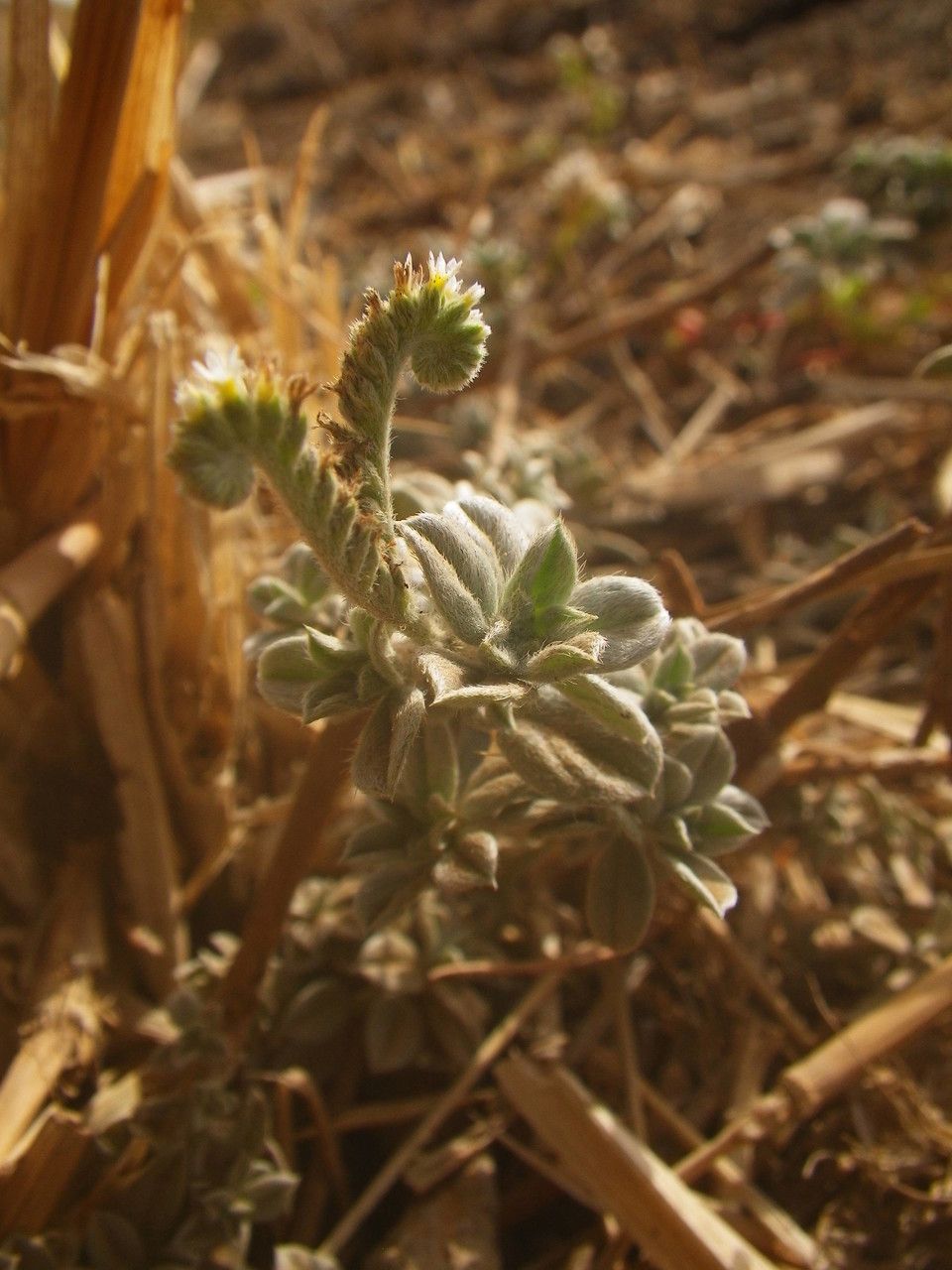 Euploca ovalifolia flower