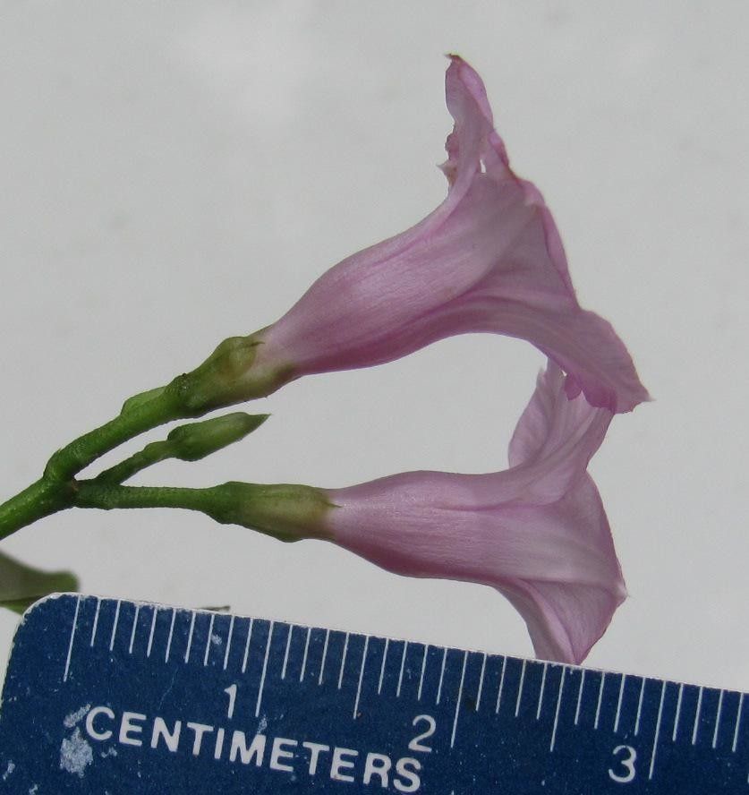 Ipomoea ramosissima other