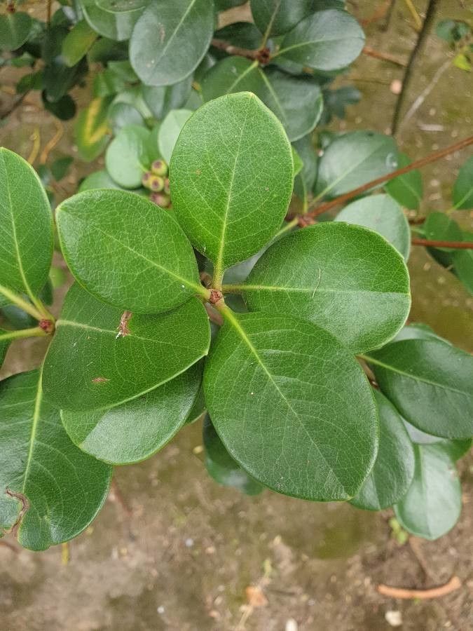 Euclea natalensis — search result for 'Zimbabwe'