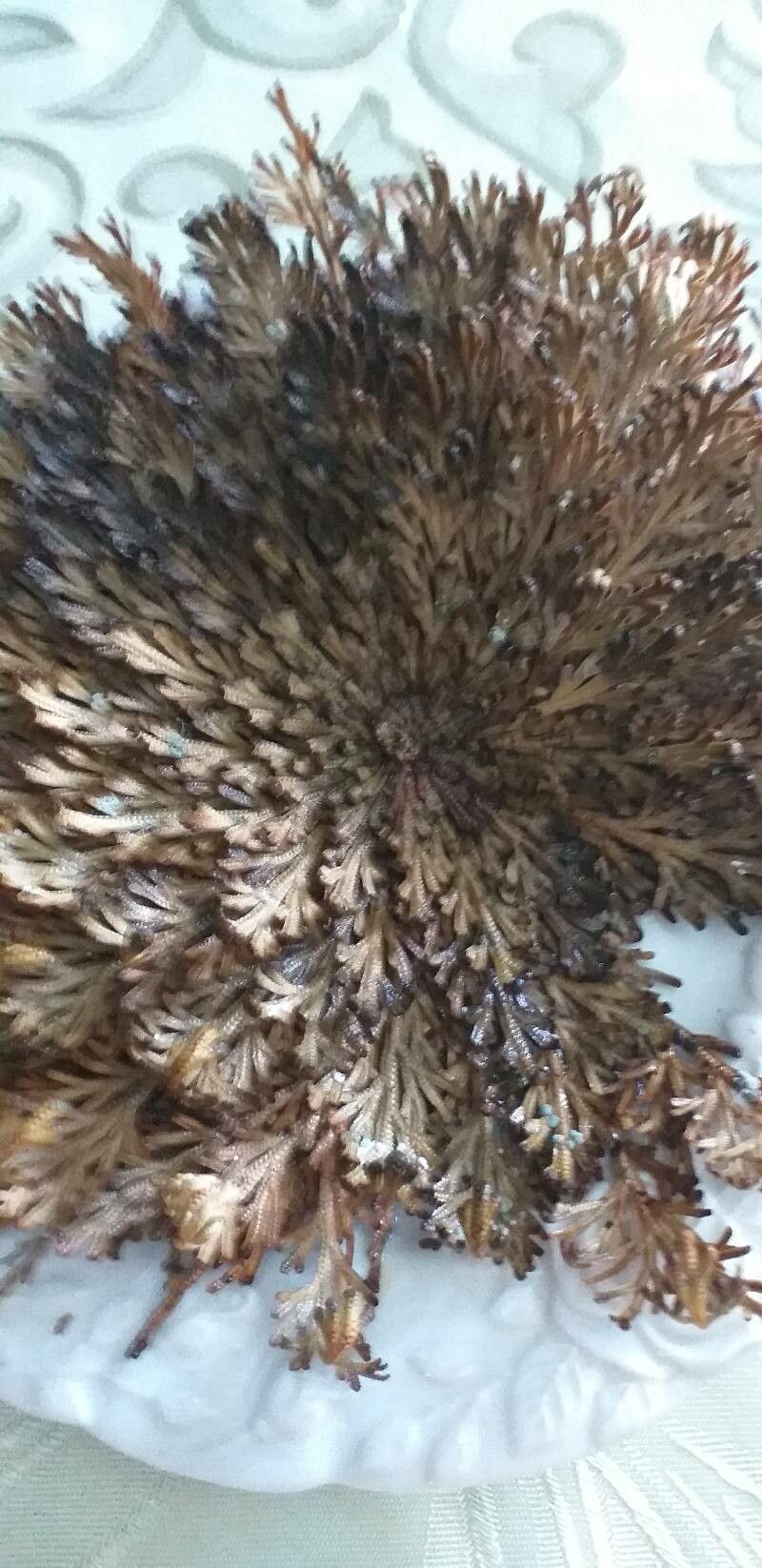 Pallenis hierochuntica — related species from the same genus