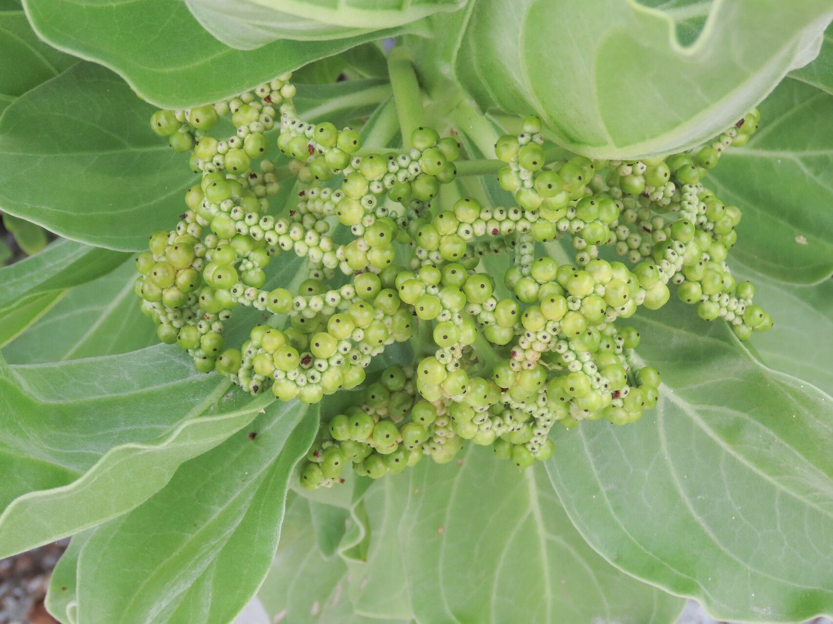 Heliotropium arboreum fruit
