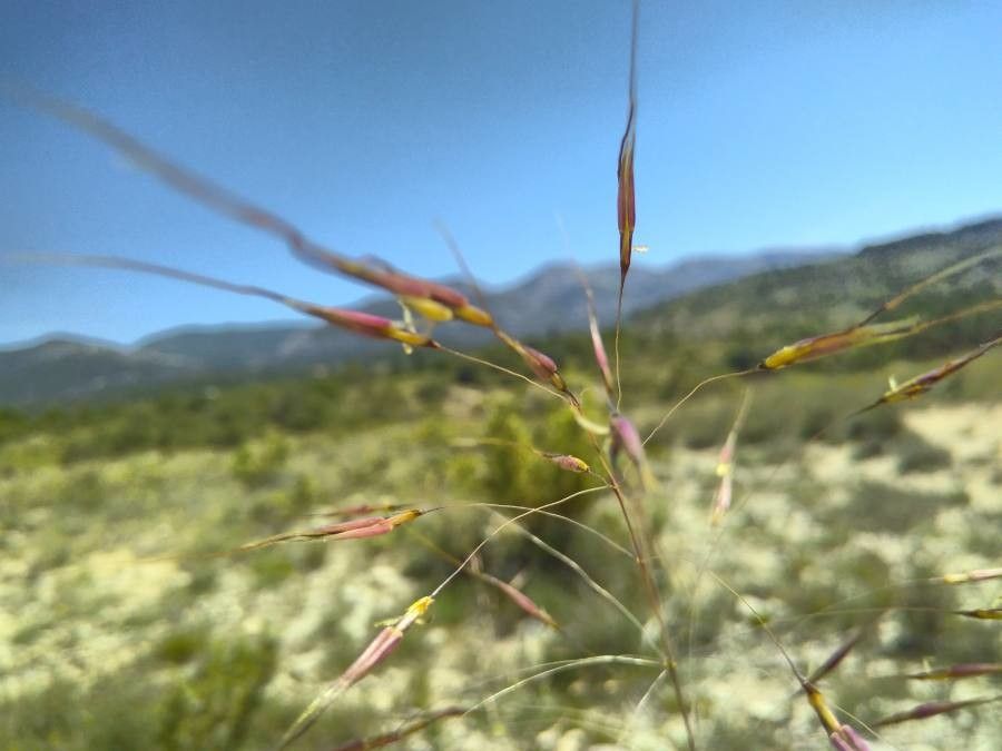 Chrysopogon gryllus flower