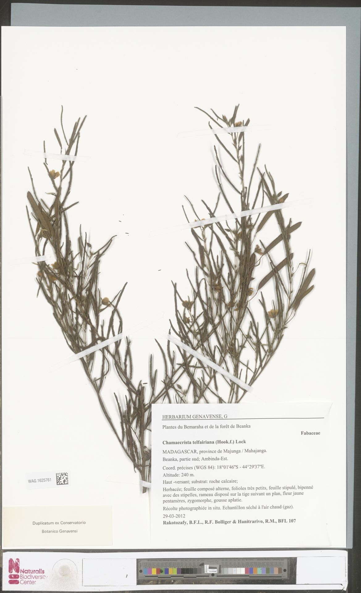 Chamaecrista telfairiana — houseplant care guide