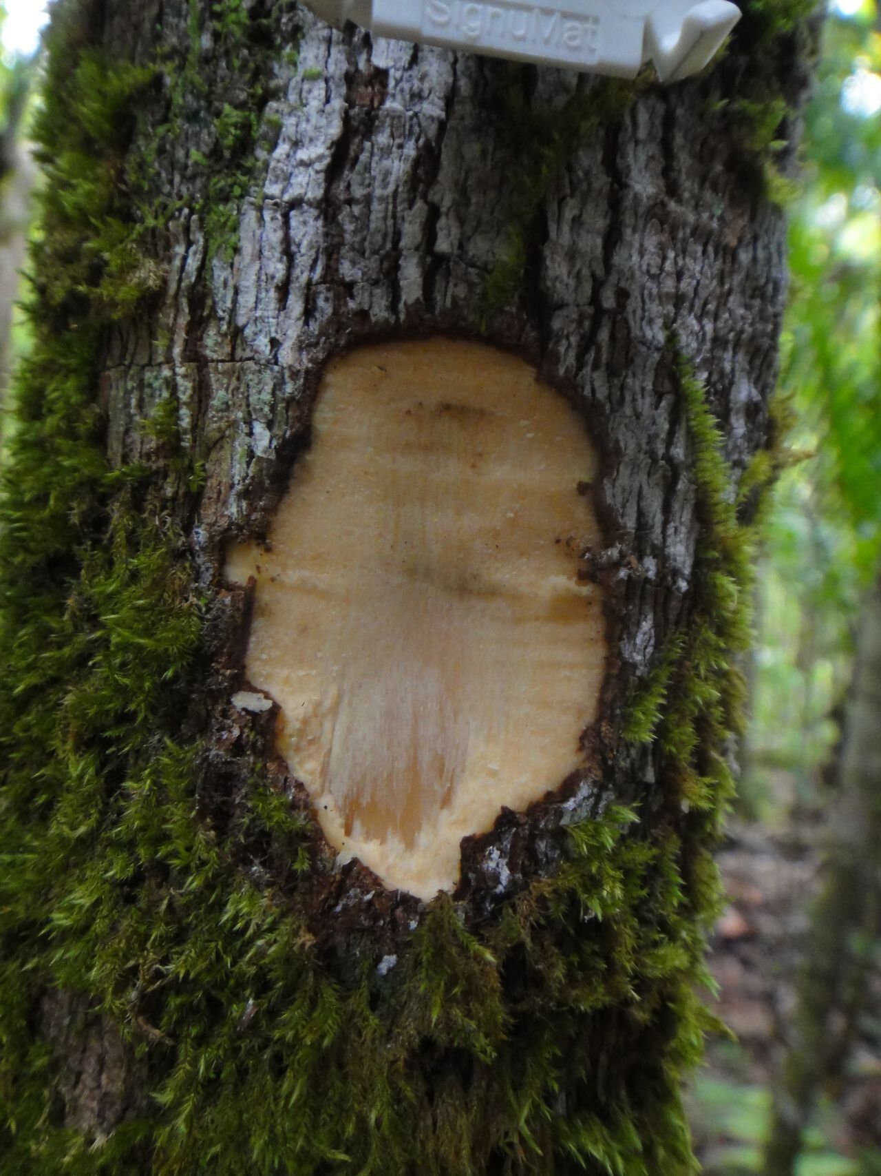 Ceodes gigantocarpa bark