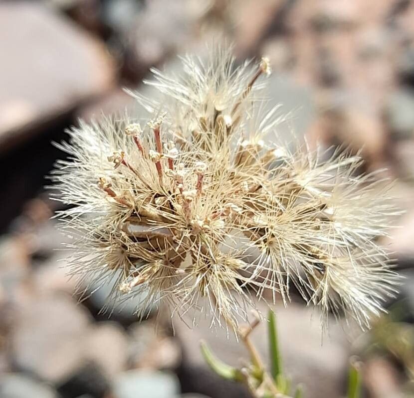 Stevia maimarensis fruit