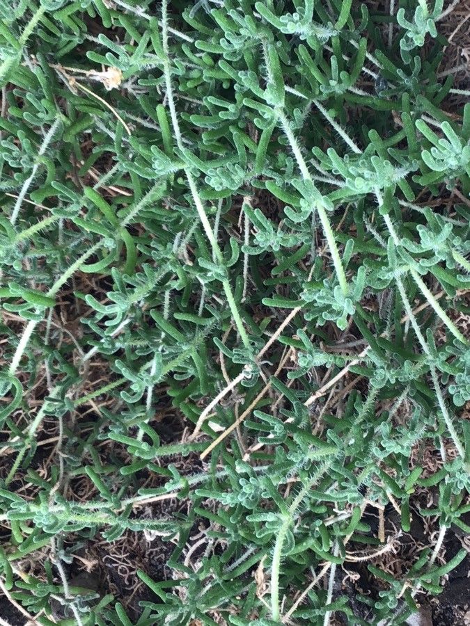 Drosanthemum floribundum — difficulty easy houseplant